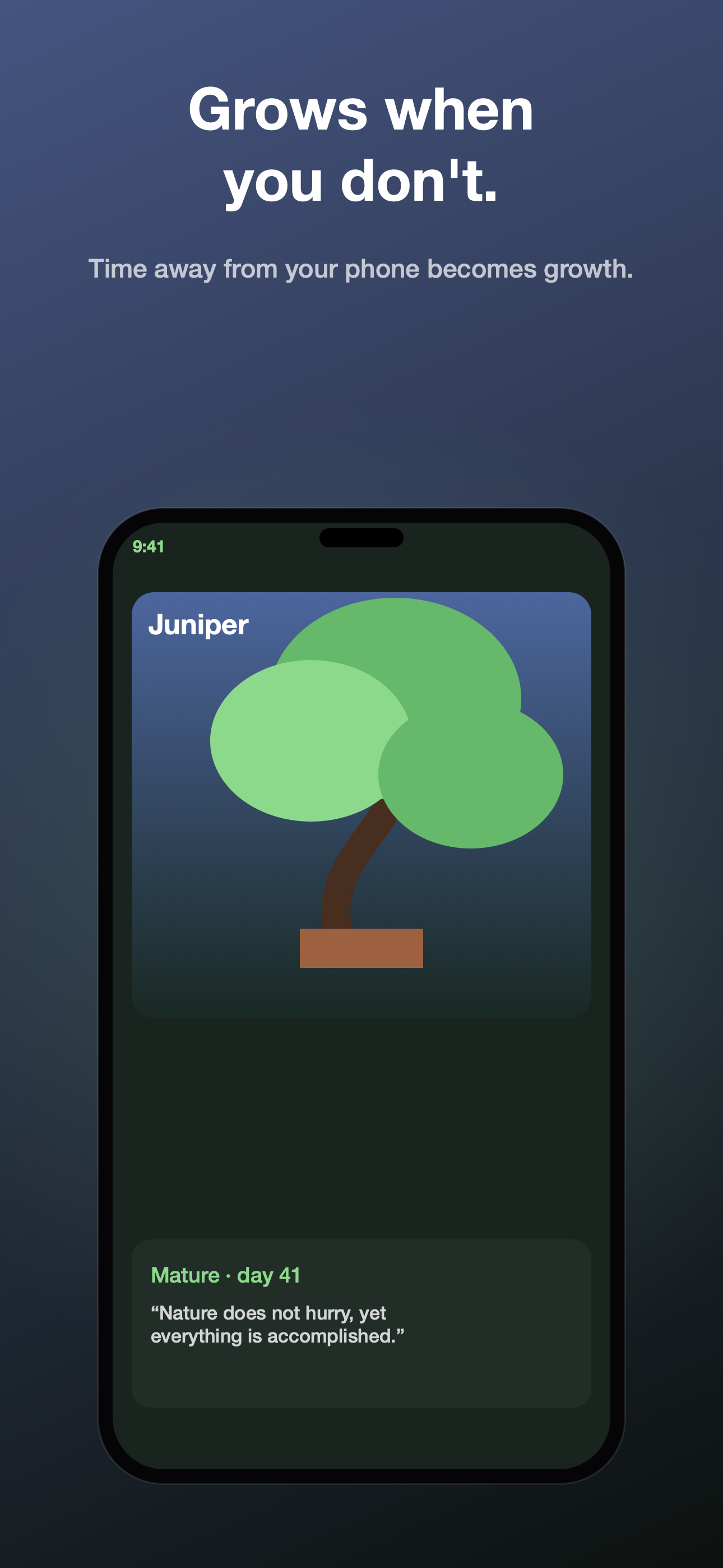 Bonsai screenshot showing a mature tree